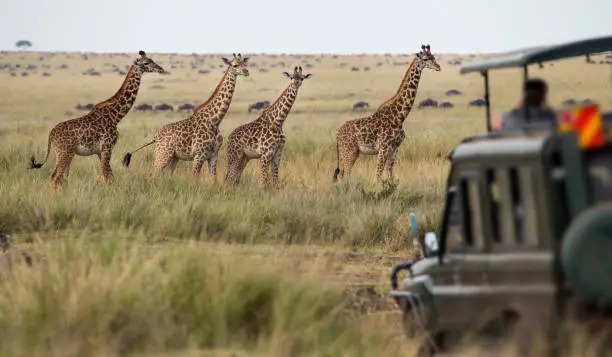Tanzania safari specialists team in the Serengeti
