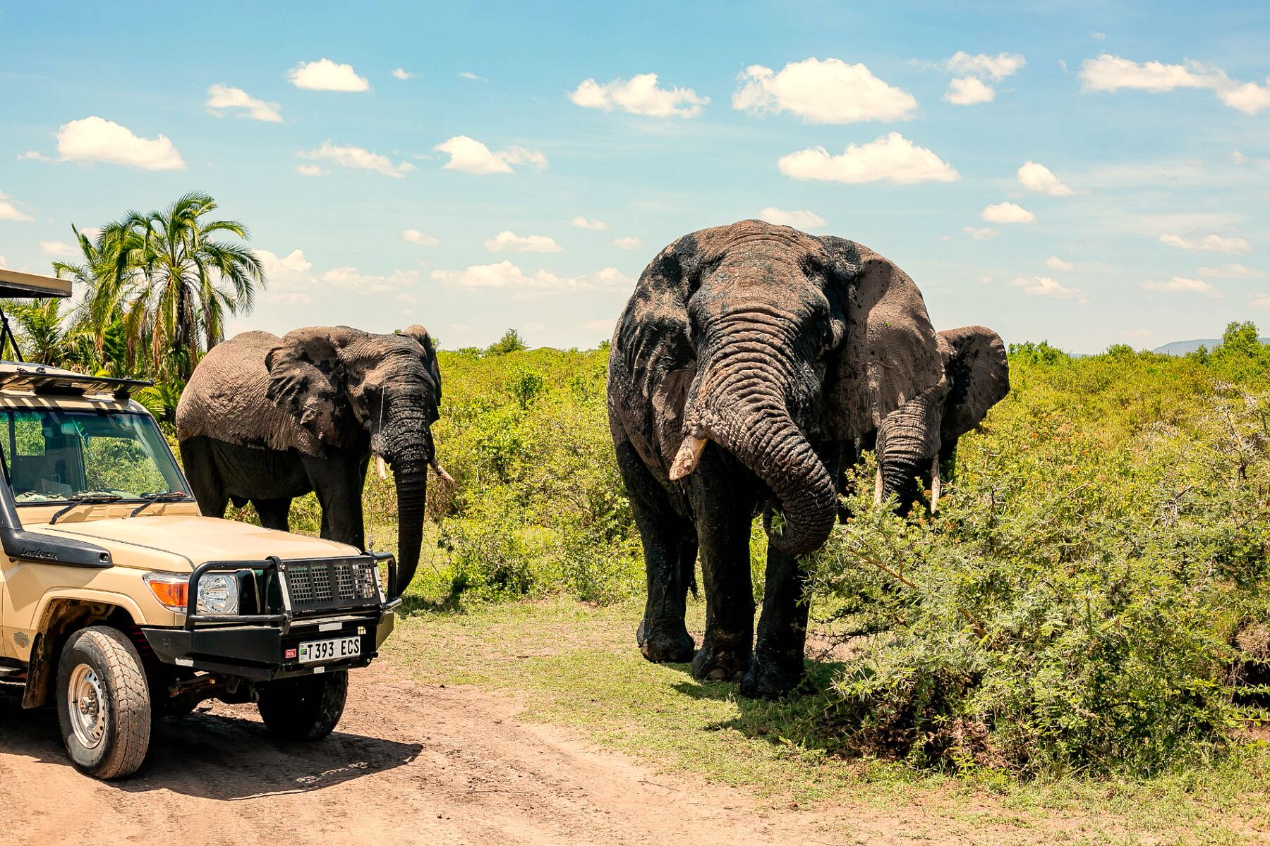 Family Safari