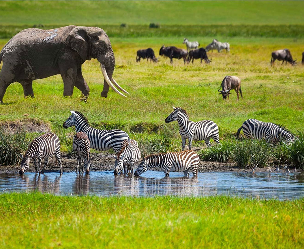 7 Days Tanzania Mid-Range Safari