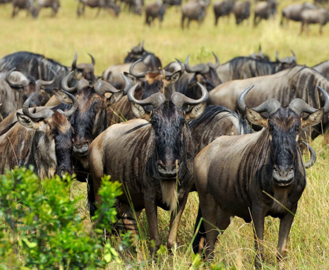 7 Days Great Wildebeest Migration Safari  