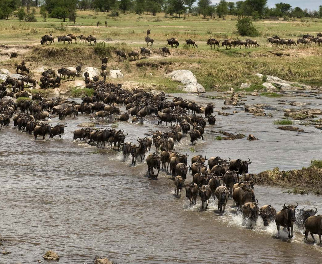 7 Days Great Wildebeest Migration Safari  