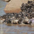 7 Days Great Wildebeest Migration Safari