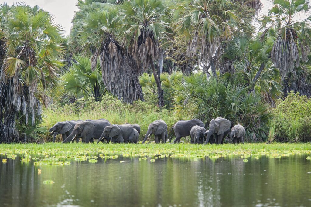 Elephants-by-the-river-in-Nyerere-National-Park-Easy-Travel-Tanzania-scaled