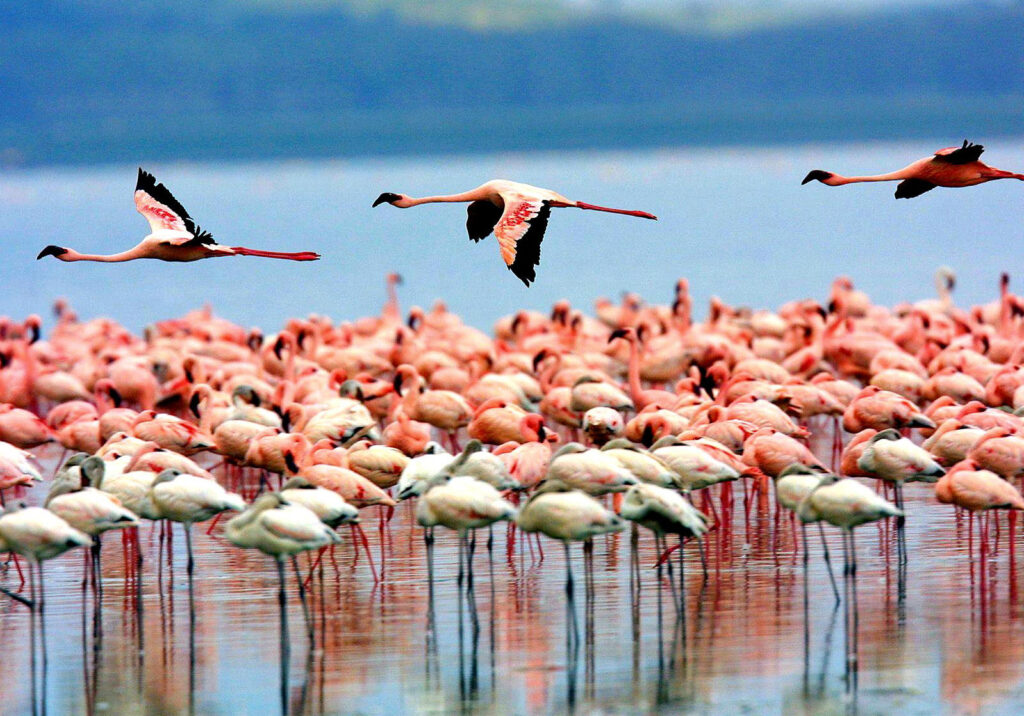 Lake Manyara National Park