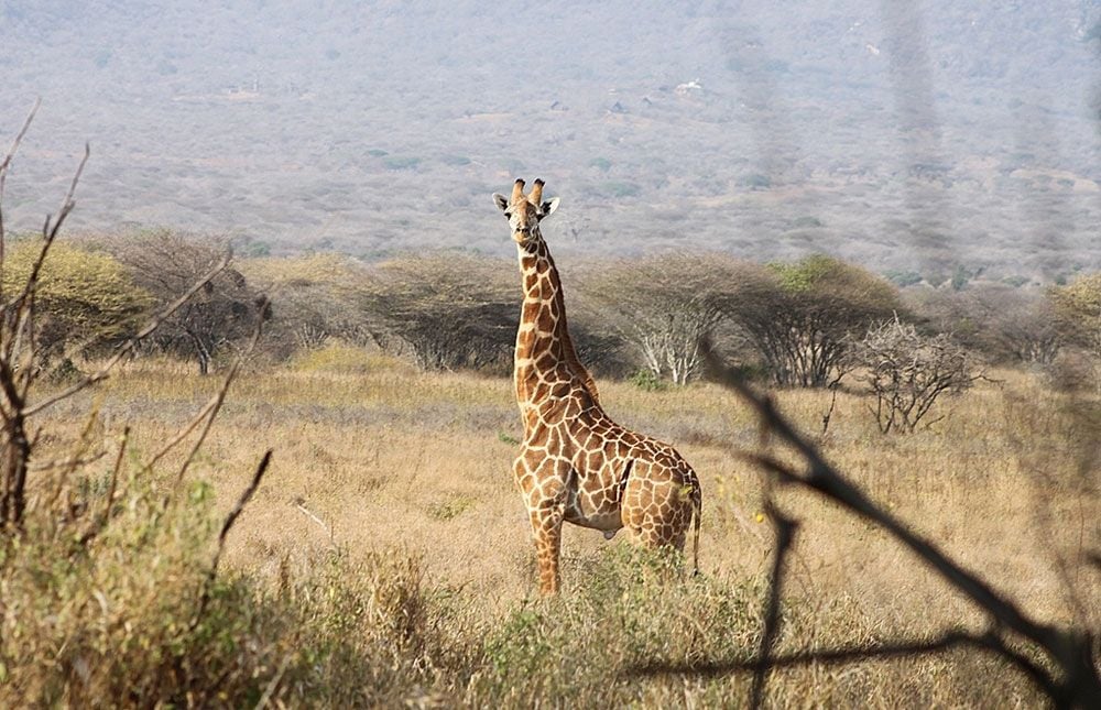 Mkomazi Mountain National Park2