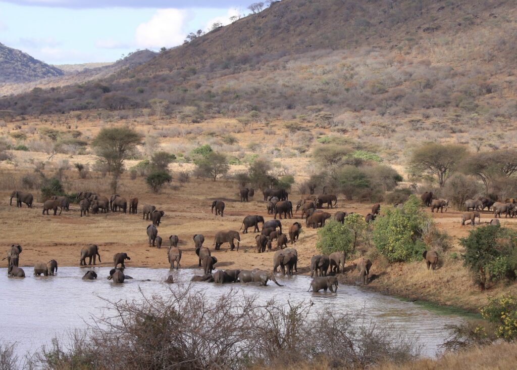 Mkomazi Mountain National Park