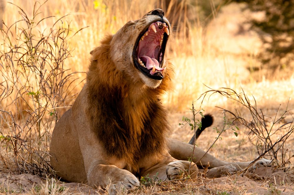 Best Time To Visit The best time to visit the park can be opened throughout the year. However, June to October is the best time for large mammals, and November to July is an ideal time for bird watching. How to get there Travelers of Timeless Dream Travels can get to Ruaha National park by either road or air means of transport. There are both scheduled and chartered flights into the park mainly from Arusha, Dodoma, Kigoma, and Dar-es-salaam. The Park’s airstrips are located at Msembe and Jongomero. It is about 130km drive from Iringa town and 625km from Dar-es-salaam city by road. The road into the park is passable throughout the year.