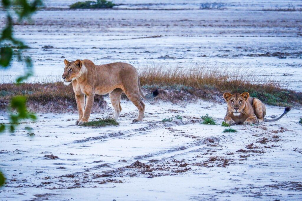 Saadani-National-Park