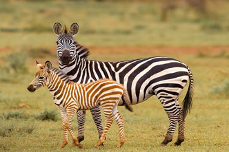 Nyerere National Park