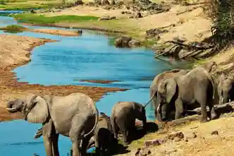 ruaha-fig-2